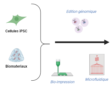 cellules de départ